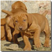CUCCIOLO ALL'ATTACCO